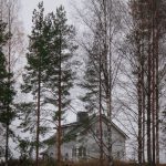 landscape photography of green-leaved trees