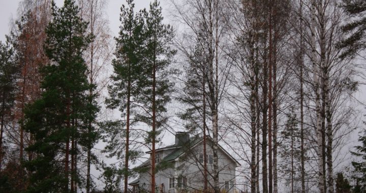 landscape photography of green-leaved trees
